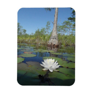 Water Lily 2 Magneet