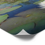Water Lily 2 Poster (Hoek)