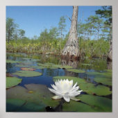 Water Lily 2 Poster (Voorkant)