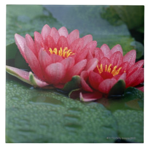Water Lily 2 Tegeltje
