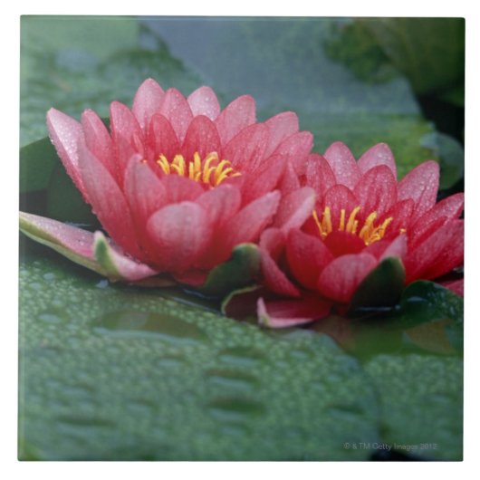 Water Lily 2 Tegeltje (Voorkant)