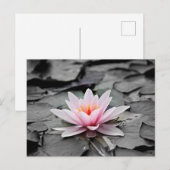 Water Lily Aquatic Plant Briefkaart (Voorkant / Achterkant)