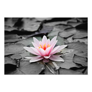 Water Lily Aquatic Plant Photo Poster