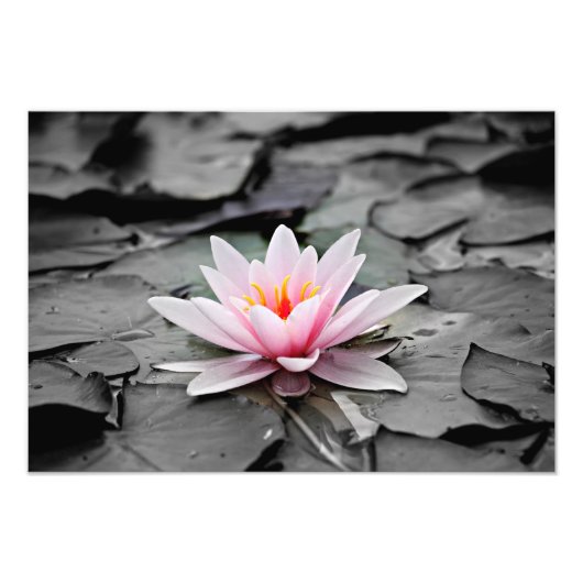 Water Lily Aquatic Plant Photo Poster (Voorkant)