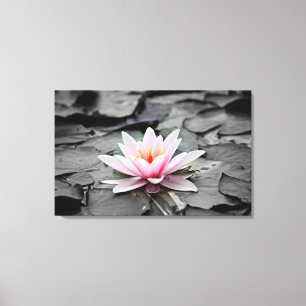 Water Lily Aquatic Plant Stretted Canvas Print
