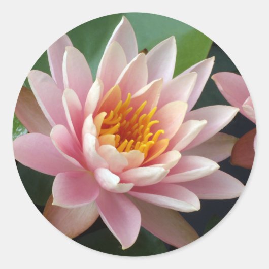 Water Lily Beauty Ronde Sticker (Voorkant)