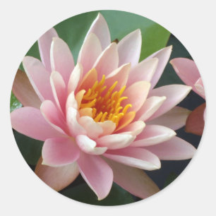 Water Lily Beauty Ronde Sticker