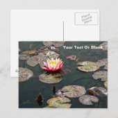 Water Lily Blossom Briefkaart (Voorkant / Achterkant)