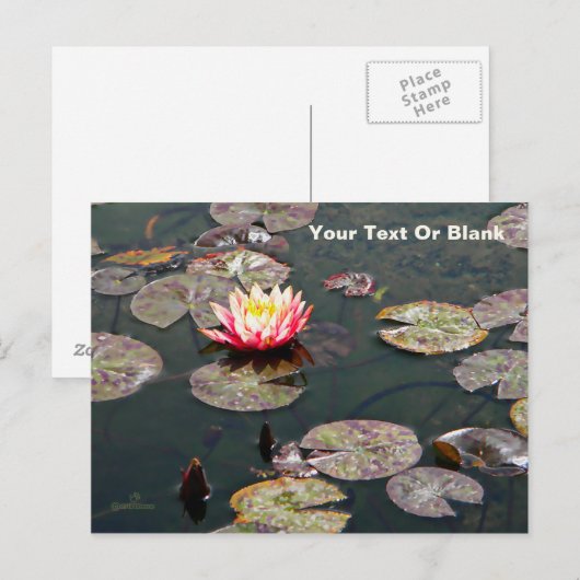 Water Lily Blossom Briefkaart (Voorkant / Achterkant)