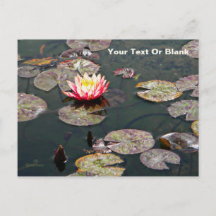 Water Lily Blossom Briefkaart