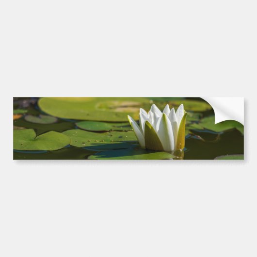 Water Lily Blossom Bumpersticker (Voorkant)