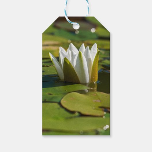 Water Lily Blossom Cadeaulabel (Voorkant)