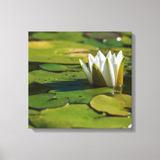 Water Lily Blossom Canvas Afdruk (Voorkant)