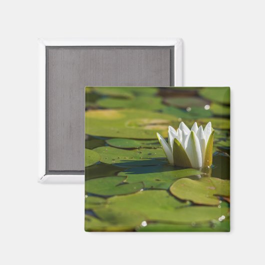 Water Lily Blossom Magneet (Voorkant / Achterkant)