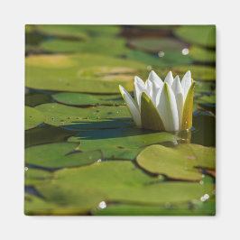 Water Lily Blossom Magneet