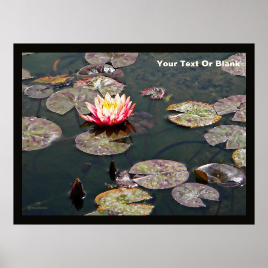 Water Lily Blossom Poster (Voorkant)