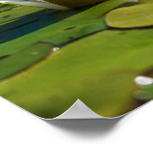 Water Lily Blossom Poster (Hoek)