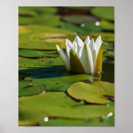 Water Lily Blossom Poster
