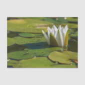 Water Lily Blossom Tissuepapier (Voorkant)