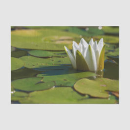 Water Lily Blossom Tissuepapier