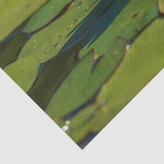 Water Lily Blossom Tissuepapier (Detail)