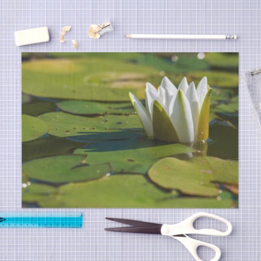 Water Lily Blossom Tissuepapier (Craft)