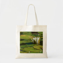Water Lily Blossom