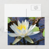 Water Lily Briefkaart (Voorkant / Achterkant)