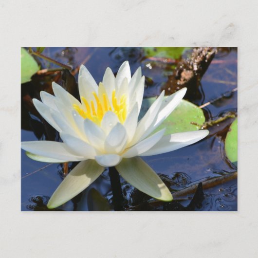 Water Lily Briefkaart (Voorkant)