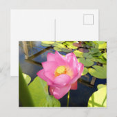 Water Lily Briefkaart (Voorkant / Achterkant)