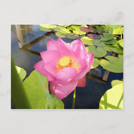 Water Lily Briefkaart (Voorkant)