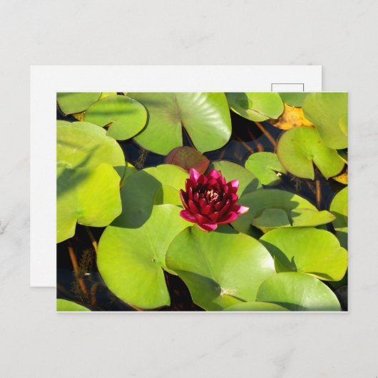Water Lily Briefkaart (Voorkant / Achterkant)