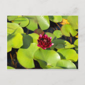 Water Lily Briefkaart (Voorkant)
