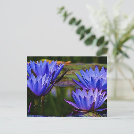 Water Lily Briefkaart (Staand voorkant)