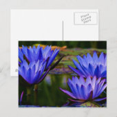Water Lily Briefkaart (Voorkant / Achterkant)