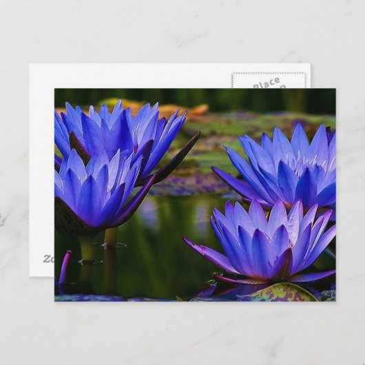 Water Lily Briefkaart (Voorkant / Achterkant)