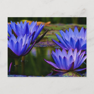 Water Lily Briefkaart