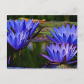 Water Lily Briefkaart (Voorkant)