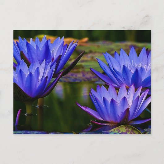 Water Lily Briefkaart (Voorkant)