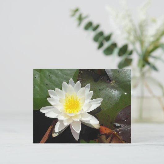 Water Lily Briefkaart (Staand voorkant)