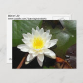 Water Lily Briefkaart (Voorkant / Achterkant)