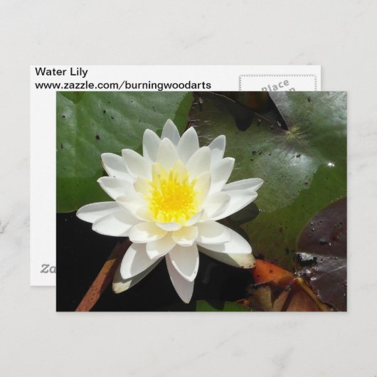 Water Lily Briefkaart (Voorkant / Achterkant)