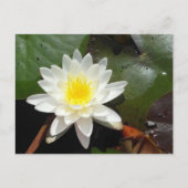 Water Lily Briefkaart (Voorkant)