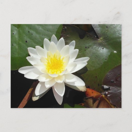 Water Lily Briefkaart (Voorkant)