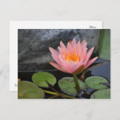 Water Lily Briefkaart (Voorkant / Achterkant)