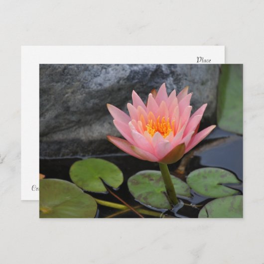 Water Lily Briefkaart (Voorkant / Achterkant)