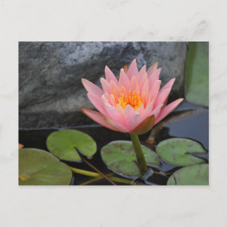 Water Lily Briefkaart