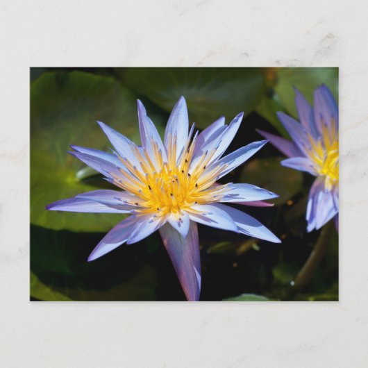 Water Lily Briefkaart (Voorkant)