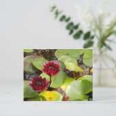 Water Lily Briefkaart (Staand voorkant)