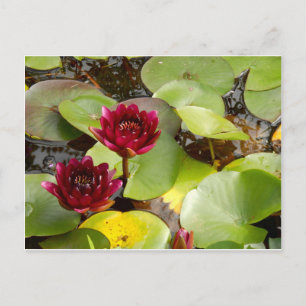 Water Lily Briefkaart